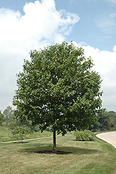 Green Column Black Maple (Acer nigrum 'Green Column') at Lurvey Garden Center