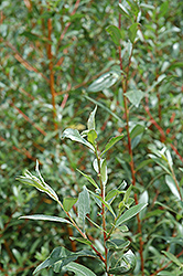 Coral Bark Willow (Salix alba 'Britzensis') at Lurvey Garden Center