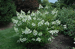 Unique Hydrangea (Hydrangea paniculata 'Unique') at Lurvey Garden Center