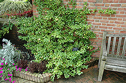 Sarcoxie Wintercreeper (Euonymus fortunei 'Sarcoxie') at Lurvey Garden Center