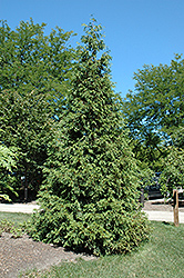 Atrovirens Arborvitae (Thuja plicata 'Atrovirens') at Lurvey Garden Center