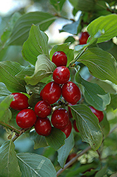Cornelian Cherry Dogwood (Cornus mas) at Lurvey Garden Center