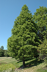 Pond Cypress (Taxodium distichum 'var. nutans') at Lurvey Garden Center