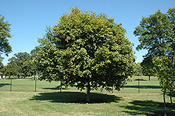 Majesty Sugar Maple (Acer saccharum 'Flax Mill Majesty') at Lurvey Garden Center