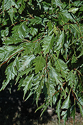 Cutleaf Common Alder (Alnus glutinosa 'Laciniata') at Lurvey Garden Center