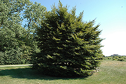 Cutleaf Beech (Fagus sylvatica 'Asplenifolia') at Lurvey Garden Center