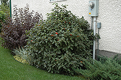 Mohican Viburnum (Viburnum lantana 'Mohican') at Lurvey Garden Center