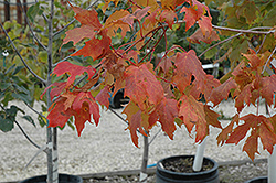 Unity Sugar Maple (Acer saccharum 'Unity') at Lurvey Garden Center