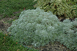 Silver Mound Artemisia (Artemisia schmidtiana 'Silver Mound') at Lurvey Garden Center