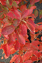 Autumn Brilliance Serviceberry (Amelanchier x grandiflora 'Autumn Brilliance') at Lurvey Garden Center