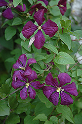 Etoile Violette Clematis (Clematis 'Etoile Violette') at Lurvey Garden Center