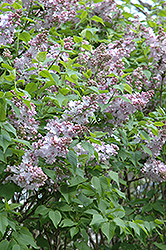 Blanche Sweet Lilac (Syringa x hyacinthiflora 'Blanche Sweet') at Lurvey Garden Center