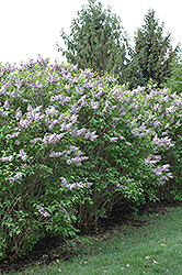 Blanche Sweet Lilac (Syringa x hyacinthiflora 'Blanche Sweet') at Lurvey Garden Center
