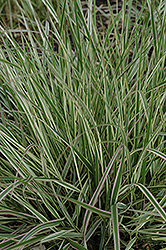 Variegated Reed Grass (Calamagrostis x acutiflora 'Overdam') at Lurvey Garden Center
