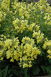 Yellow Wild Indigo (Baptisia sphaerocarpa) at Lurvey Garden Center