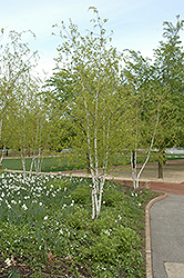 Whitespire Senior Birch (Betula populifolia 'Whitespire Senior') at Lurvey Garden Center