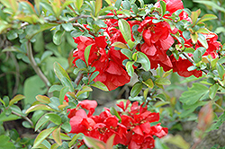Texas Scarlet Flowering Quince (Chaenomeles speciosa 'Texas Scarlet') at Lurvey Garden Center