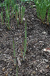 Waltham Hybrid Asparagus (Asparagus 'Waltham Hybrid') at Lurvey Garden Center