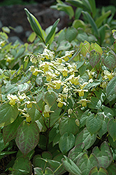 Yellow Barrenwort (Epimedium x versicolor 'Sulphureum') at Lurvey Garden Center