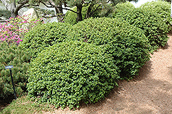 Green Mound Alpine Currant (Ribes alpinum 'Green Mound') at Lurvey Garden Center