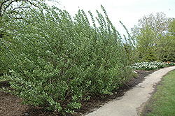 French Pussy Willow (Salix caprea) at Lurvey Garden Center