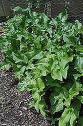 Italian Arum (Arum italicum) at Lurvey Garden Center
