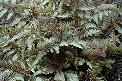 Red Beauty Painted Fern (Athyrium nipponicum 'Red Beauty') at Lurvey Garden Center
