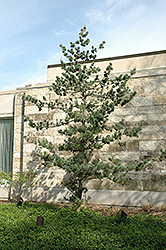 Japanese White Pine (Pinus parviflora) at Lurvey Garden Center