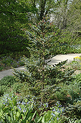 Howell's Dwarf Tigertail Spruce (Picea bicolor 'Howell's Dwarf Tigertail') at Lurvey Garden Center