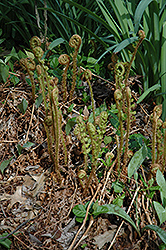 Robust Male Fern (Dryopteris x complexa) at Lurvey Garden Center