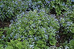 Siberian Bugloss (Brunnera macrophylla) at Lurvey Garden Center