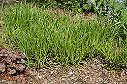 Gray's Sedge (Carex grayi) at Lurvey Garden Center