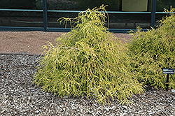 Sungold Falsecypress (Chamaecyparis pisifera 'Sungold') at Lurvey Garden Center