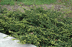 Everlow Yew (Taxus x media 'Everlow') at Lurvey Garden Center