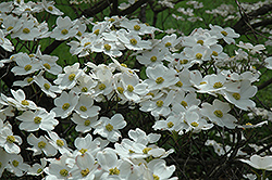 White Cloud Flowering Dogwood (Cornus florida 'White Cloud') at Lurvey Garden Center