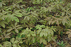 Wild Sarsaparilla (Aralia nudicaulis) at Lurvey Garden Center