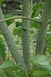 Snakebark Maple (Acer tegmentosum) at Lurvey Garden Center