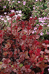 Red Carpet Stonecrop (Sedum spurium 'Red Carpet') at Lurvey Garden Center