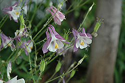 Common Columbine (Aquilegia vulgaris) at Lurvey Garden Center