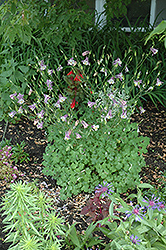 Common Columbine (Aquilegia vulgaris) at Lurvey Garden Center
