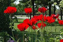 Beauty of Livermere Poppy (Papaver orientale 'Beauty of Livermere') at Lurvey Garden Center