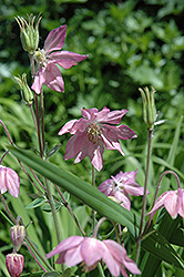 Clematis-Flowered Columbine (Aquilegia vulgaris 'var. stellata') at Lurvey Garden Center