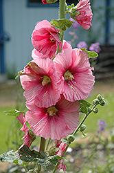 Pink Hollyhock (Alcea rosea 'Pink') at Lurvey Garden Center
