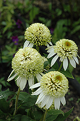 Coconut Lime Coneflower (Echinacea 'Coconut Lime') at Lurvey Garden Center