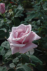 Sterling Silver Rose (Rosa 'Sterling Silver') at Lurvey Garden Center