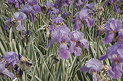 Variegated Sweet Iris (Iris pallida 'Variegata') at Lurvey Garden Center