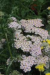 Lavender Lady Yarrow (Achillea millefolium 'Lavender Beauty') at Lurvey Garden Center