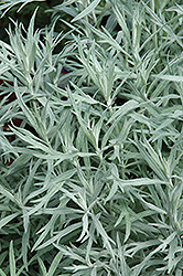Silver Queen Artemisia (Artemisia ludoviciana 'Silver Queen') at Lurvey Garden Center