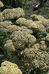 Citronella Yarrow (Achillea millefolium 'Citronella') at Lurvey Garden Center