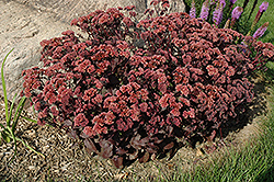 Purple Emperor Stonecrop (Sedum 'Purple Emperor') at Lurvey Garden Center